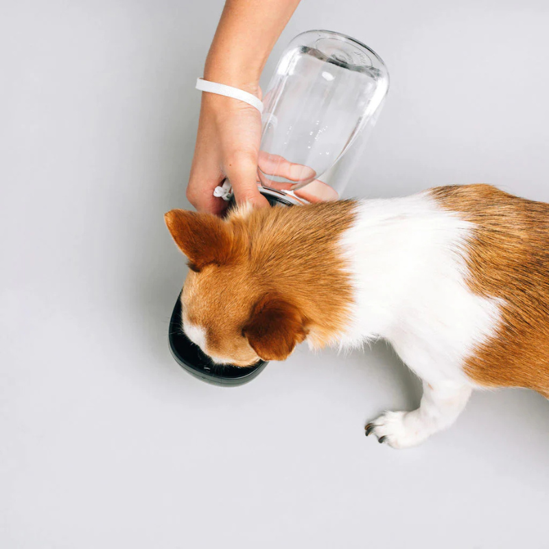 Thirsty Dog Bottle | Black