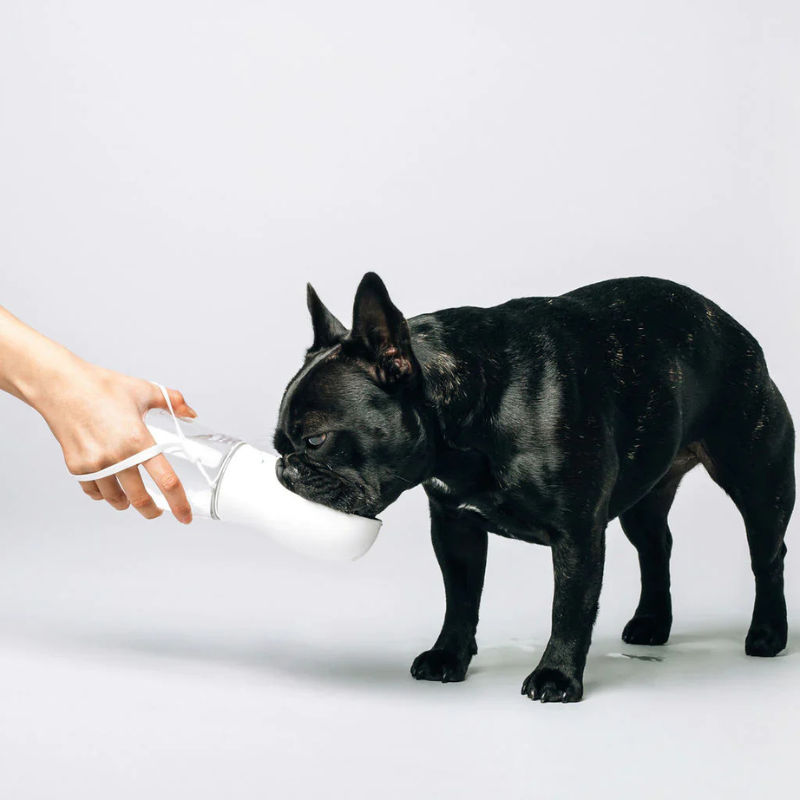 Thirsty Dog Bottle | White